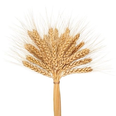 Wheat bunch isolated on white backgroundの写真素材
