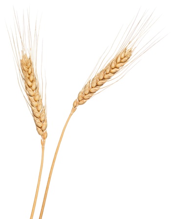 Wheat ear isolated on whiteの写真素材