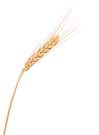 Wheat ear isolated on whiteの写真素材