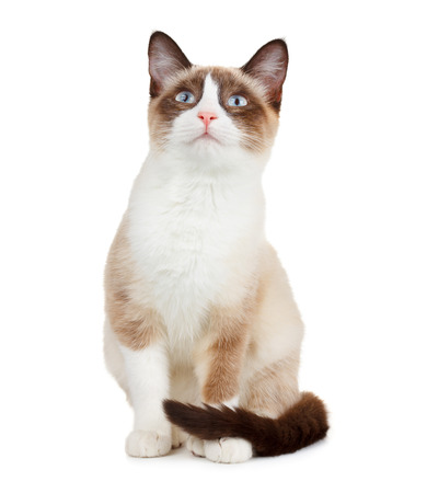 Snowshoe cat, isolated on white backgroundの写真素材