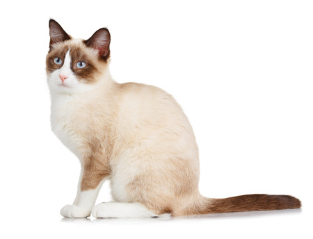 Snowshoe cat, isolated on white backgroundの写真素材