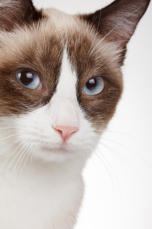 Cat portrait closeupの写真素材