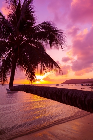 Tropical sunset with coconut palm tree over waterの写真素材
