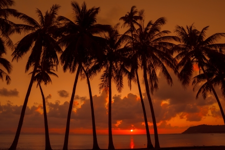 Palm trees on the beach at sunset lightの写真素材