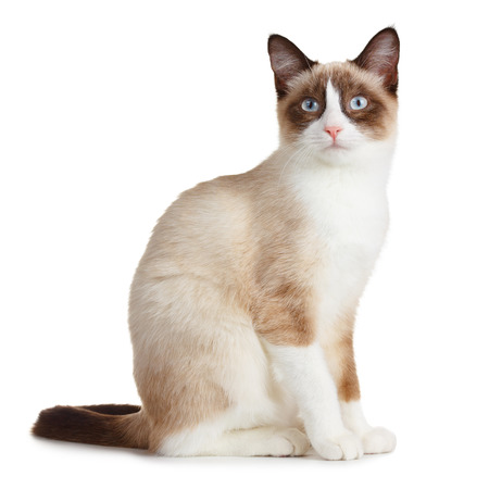 Snowshoe cat, isolated on white backgroundの写真素材