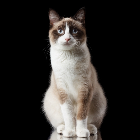Snowshoe cat, isolated on black background with reflectionの写真素材
