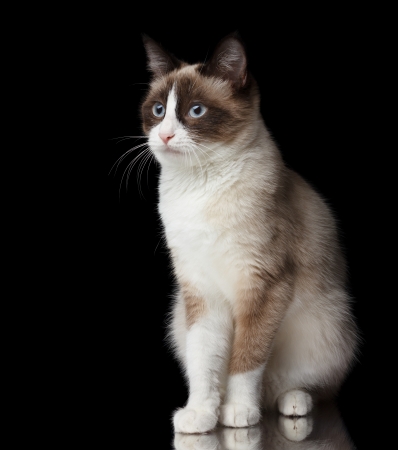 Snowshoe cat, isolated on black background with reflectionの写真素材