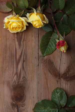 Roses on weathered wooden tableの写真素材
