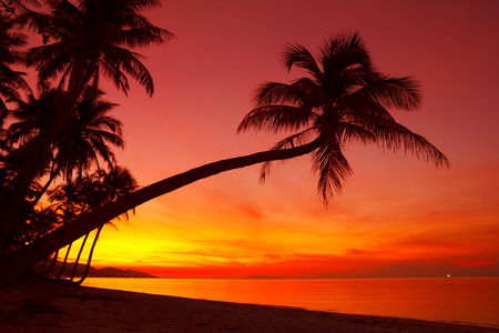Tropical sunset beach with palm tree silhouetteの写真素材