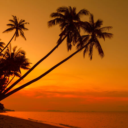 Palm trees silhouette on beach at sunsetの写真素材