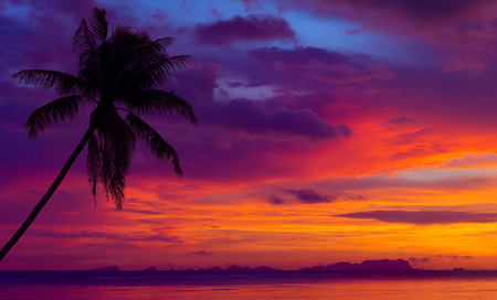 Sunset over the ocean with tropical palm tree silhouetteの写真素材