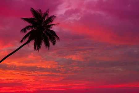 Sunset over the ocean with tropical palm tree silhouetteの写真素材