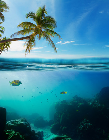 Tropical underwater shot splitted with surface, coconut tree and skyの写真素材