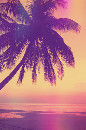 Vintage stylized tropical beach with palm tree at sunsetの写真素材