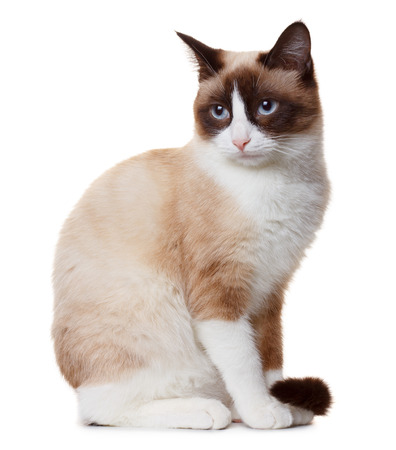 Snowshoe catの写真素材
