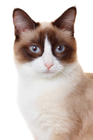 Cat portrait isolated on whiteの写真素材
