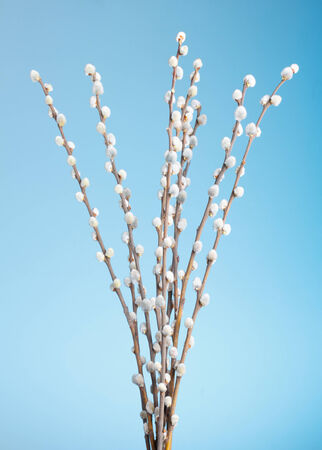 Pussy willow bunch on blue の写真素材