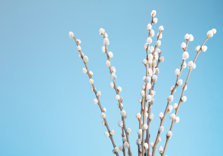 Pussy willow bunch on blue の写真素材