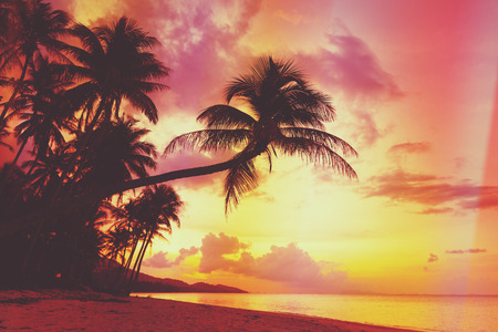 Beautiful tropical sunset with palm trees silhoette at beach, retro stylizedの写真素材