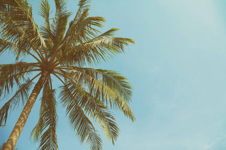 Vintage toned palm tree over sky background with copy spaceの写真素材