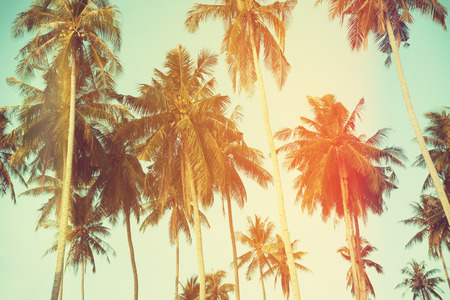 Palm trees at tropical coast, vintage toned and film stylizedの写真素材