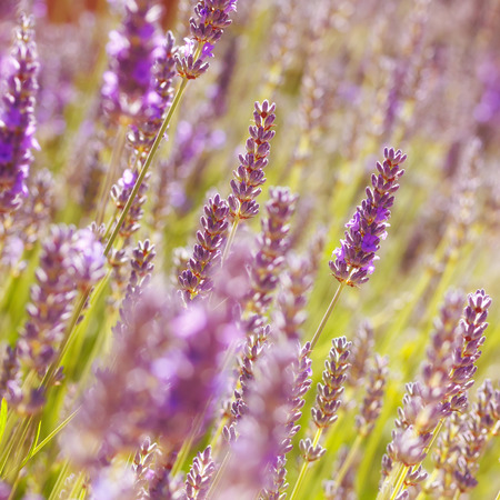 Lavender bush macro with bokehの写真素材