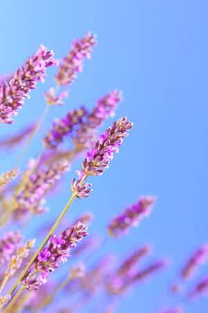 Blooming lavenderの写真素材
