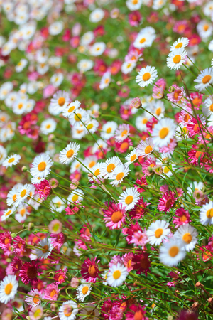 Little white and pink spring flowers meadowの写真素材