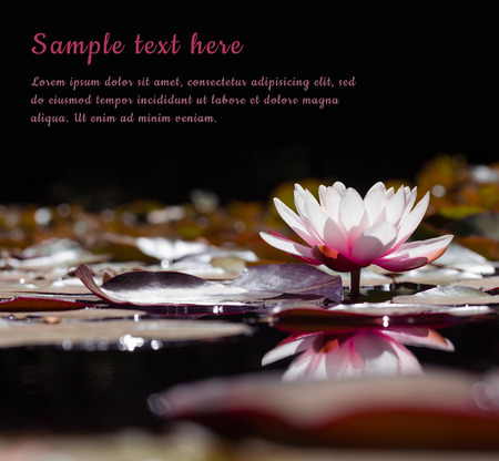 Water lily in lake with copy spaceの写真素材