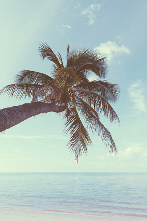 Vintage nostalgic stylized palm tree on tropical shore with blue sky and calm oceanの写真素材