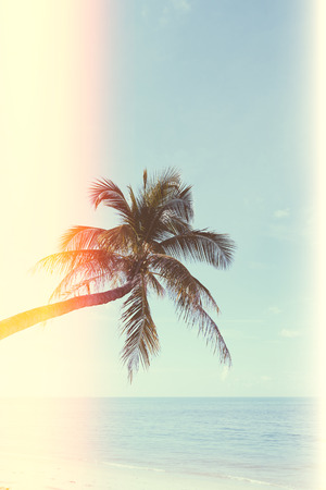 Vintage stylized with film light leaks palm tree on tropical beachの写真素材