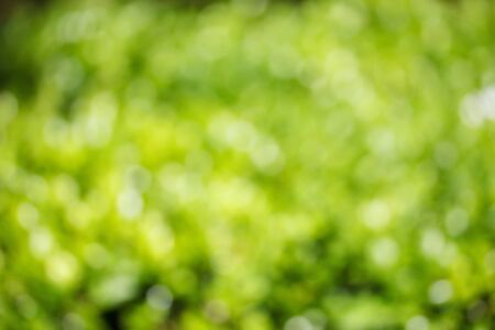 Green and yellow natual bokeh backgroundの写真素材