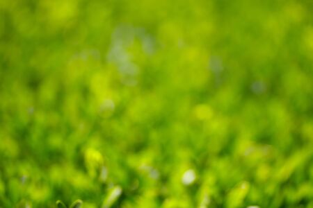 Green and yellow natual bokeh backgroundの写真素材