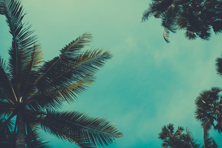 Vintage stylized palm tree over sky backgroundの写真素材