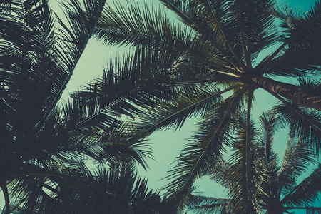 Palm trees from bottom, vintage tonedの写真素材