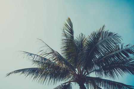 Retro stylized palm tree over sky backgroundの写真素材