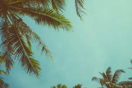 Vintage toned palm tree over sky background