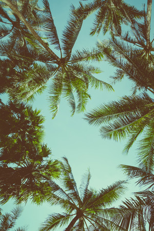 Vintage toned different palm trees over sky background, view upの写真素材