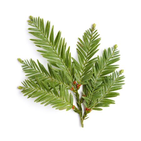 Evergreen tree twig isolated on whiteの写真素材