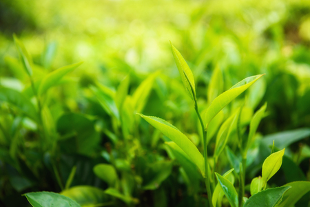 Fresh green tea leaves and pekoe buds on tea plantationの写真素材