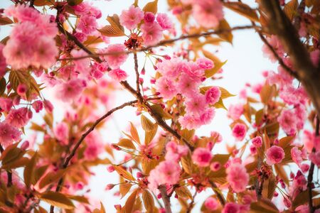 Pink flowers of sakura cherry tree spring blossom, at soft warm evening lightの写真素材
