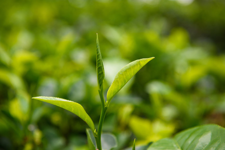 Fresh tea leaves and bud on tea plantationの写真素材
