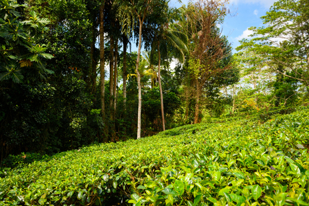 Tea plantationの写真素材