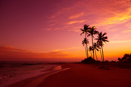 Tropical beach with palm trees silhouettes at sunsetの写真素材