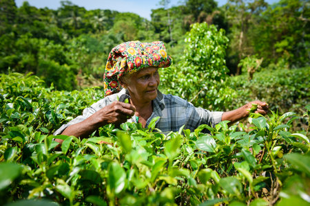 AHANGAMA, SRI LANKA - MARCH 13, 2016: Women worker picking fresh tea leaves on tea plantation.のeditorial素材