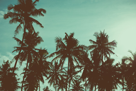 Palm trees on tropical beach, vintage toned and retro color stylizedの写真素材