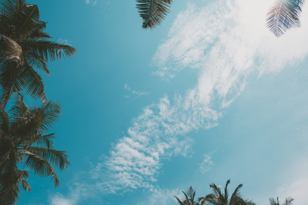 Palm trees leaves view from ground to sky, with sky as copy-spaceの写真素材