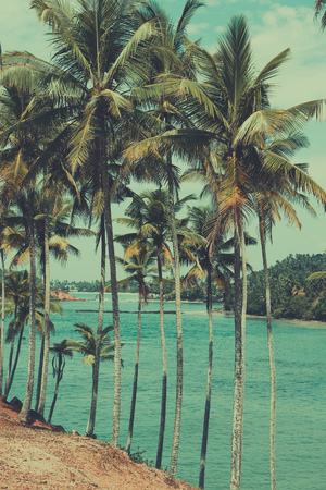 Palm trees on tropical beach, vintage toned and retro color stylizedの写真素材
