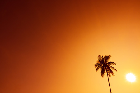 Palm trees silhouettes on tropical beach at summer warm vivid sunset timeの写真素材