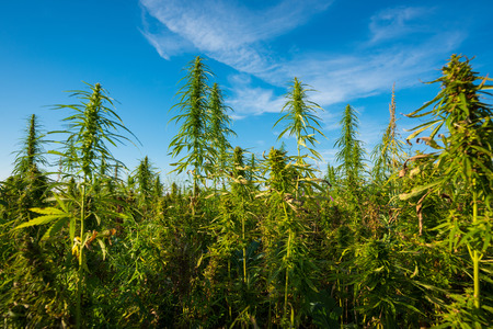 Marijuana plants at outdoor cannabis farm fieldの写真素材